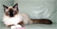 /album/kitty/kitty-2014042107-jpg/